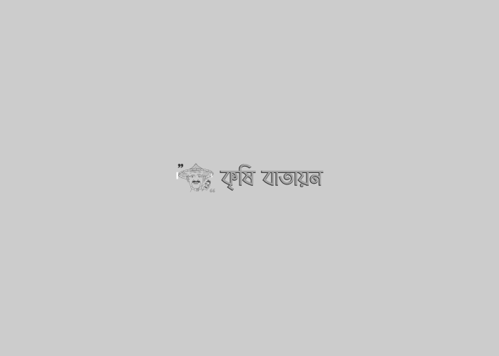 আমের ফুল ও ফল ঝরা রোধের উপায় ও সার ব্যবস্থাপনা